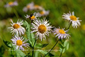 Splendid Fleabane