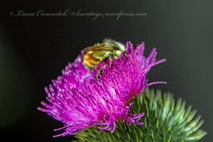 Bull Thistle