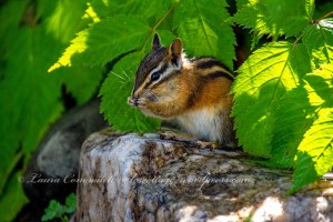 Chipmunk