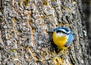 Red breasted Nuthatch