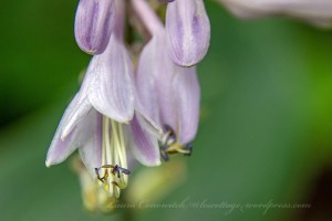 Hosta