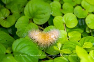 Caterpillar on Creeping Jenny