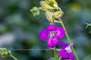 Larkspur