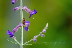 Russian Sage