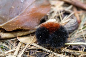 Woolly Bear Caterpillar