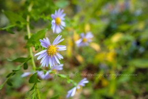 Aster