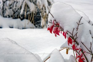 Morning After the Snowstorm