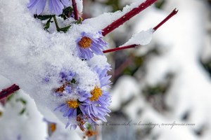Morning After the Snowstorm