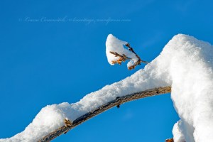 Day After the Snowstorm