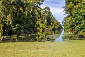 Great Dismal Swamp National Wildlife Refuge