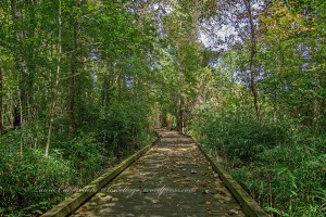 Great Dismal Swamp National Wildlife Refuge