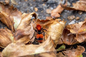 Great Dismal Swamp National Wildlife Refuge Common Eastern Velvet Ant