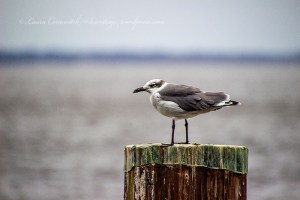 The Pasquotank River Elizabeth City