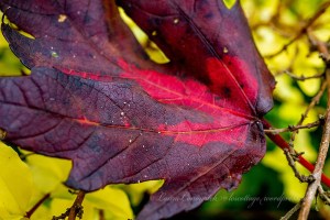 Maple Leaf South Mills North Carolina