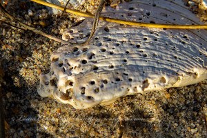 Pamlico Sound Outer Banks North Carolina