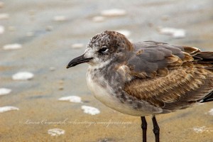 Avon Pier Outer Banks North Carolina