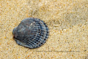 Avon Pier Outer Banks North Carolina