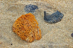 Avon Beach Outer Banks North Carolina