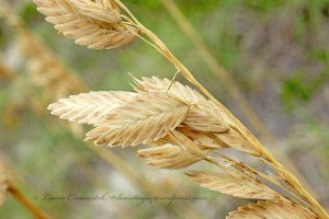 Avon Beach Outer Banks North Carolina
