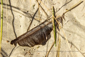 Avon Beach Outer Banks North Carolina