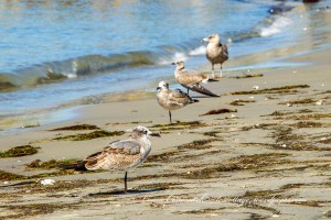 Oregon Inlet Life Saving Station Rodanthe North Carolina