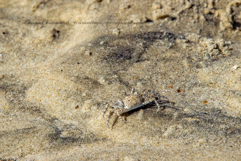 Oregon Inlet Life Saving Station Rodanthe North Carolina