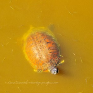 Pea Island National Wildlife Refuge Rodanthe North Carolina