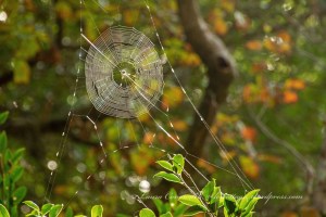 Elizabethan Gardens Manteo North Carolina