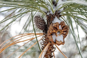 Winter December 2022