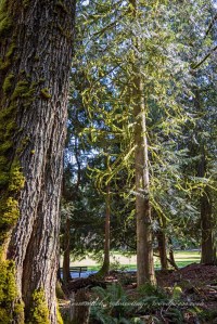 Walk to Wonderwood Park