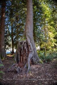 Walk to Wonderwood Park