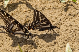 Kettle Falls Recreation Area