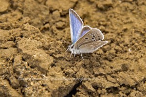 Kettle Falls Recreation Area