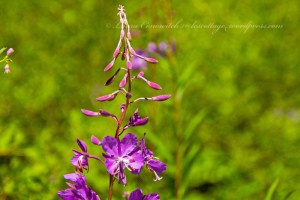 Log Flume Heritage Site