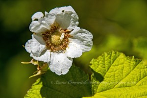 Log Flume Heritage Site