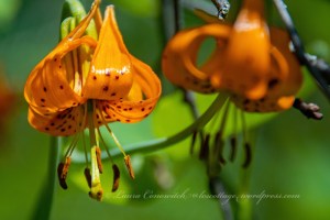 Log Flume Heritage Site