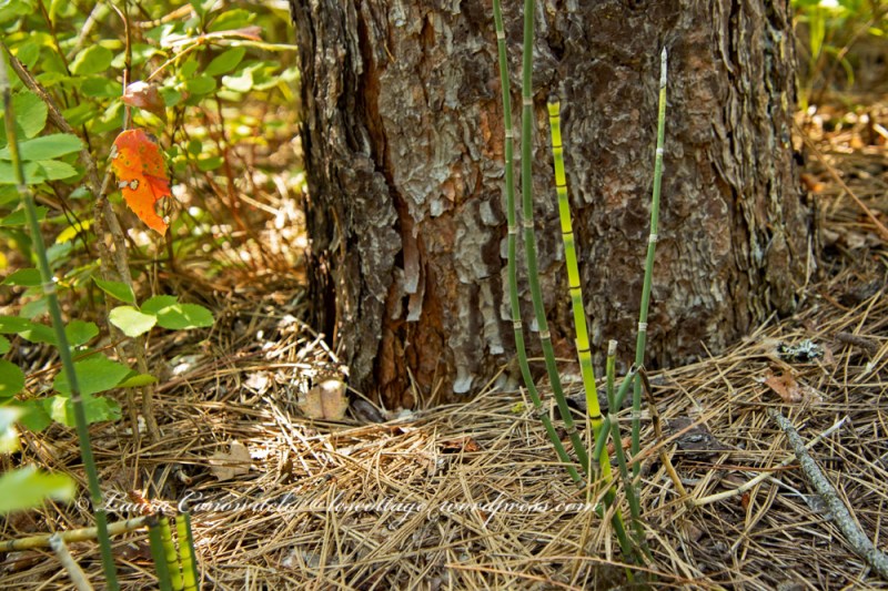 Log Flume Heritage Site