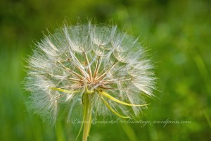 Log Flume Heritage Site