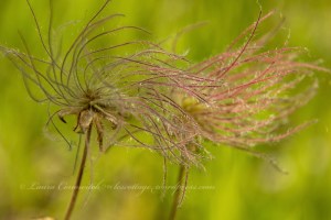 Log Flume Heritage Site