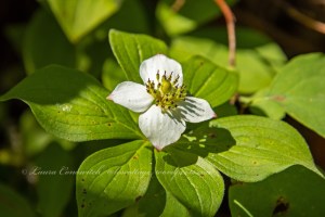 Log Flume Heritage Site