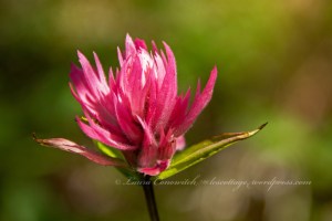 Log Flume Heritage Site