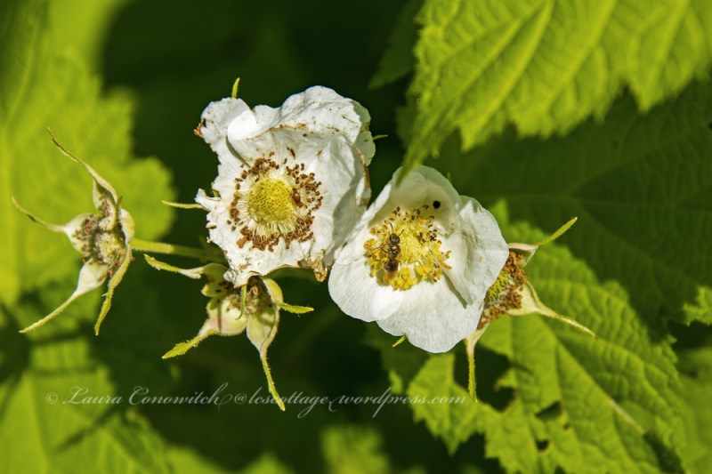 Log Flume Heritage Site