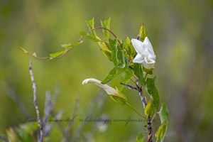 Missouri Headwaters State Park