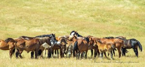 Little Bighorn Battlefield National Monument Park