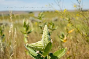 Little Bighorn Battlefield National Monument Park