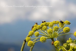 Great Smoky Mountains National Park Clingmans Dome