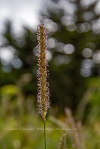 Great Smoky Mountains National Park Clingmans Dome