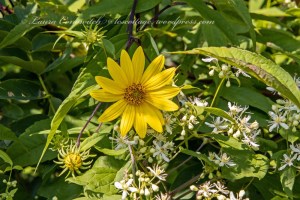 Great Smoky Mountains National Park