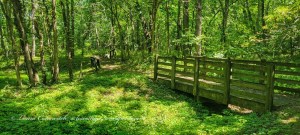 Boone's Lick State Historic Site