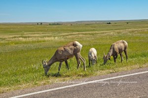 Badlands National Park - Bighorn Sheep